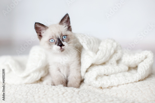 Kitten on gray knitted blanket