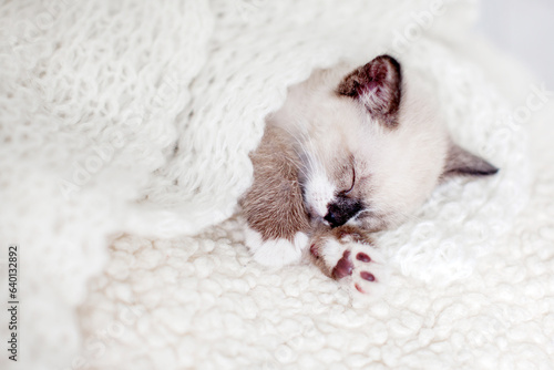 Fototapeta Naklejka Na Ścianę i Meble -  Kitten sleeping on white blanket