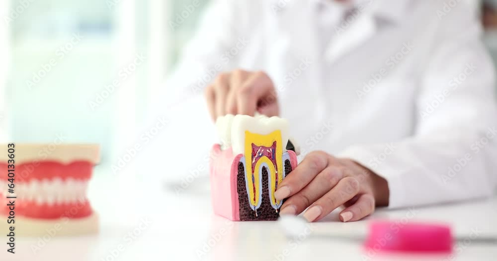 Dentist holds model of jaws and toothbrush in hands closeup. Dentist shows and rule to brush teeth Dentist holds model of jaws and toothbrush in hands closeup. Dentist shows and rule to brush teeth