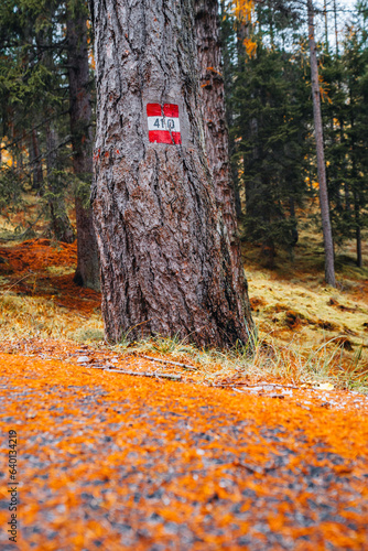 Hiking sign in autumn forest close to Lago Ghedina, Dolomites South Tyrol Italy photo