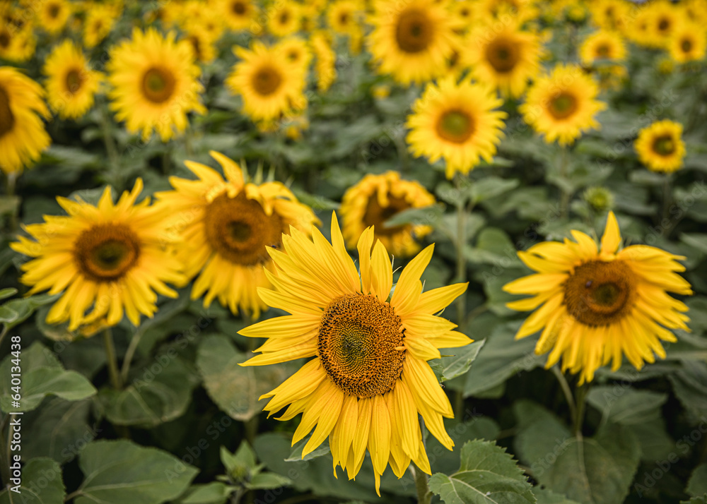 Sunflowers In A Field In Launton, Oxfordshire