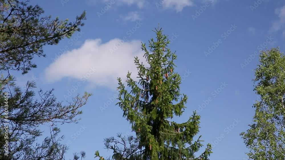 Wolken ziehen langsam über die Baumkrone von Bäumen - Kiefer Tanne Birke Wolken ziehen langsam über die Baumkrone von Bäumen - Kiefer Tanne Birke