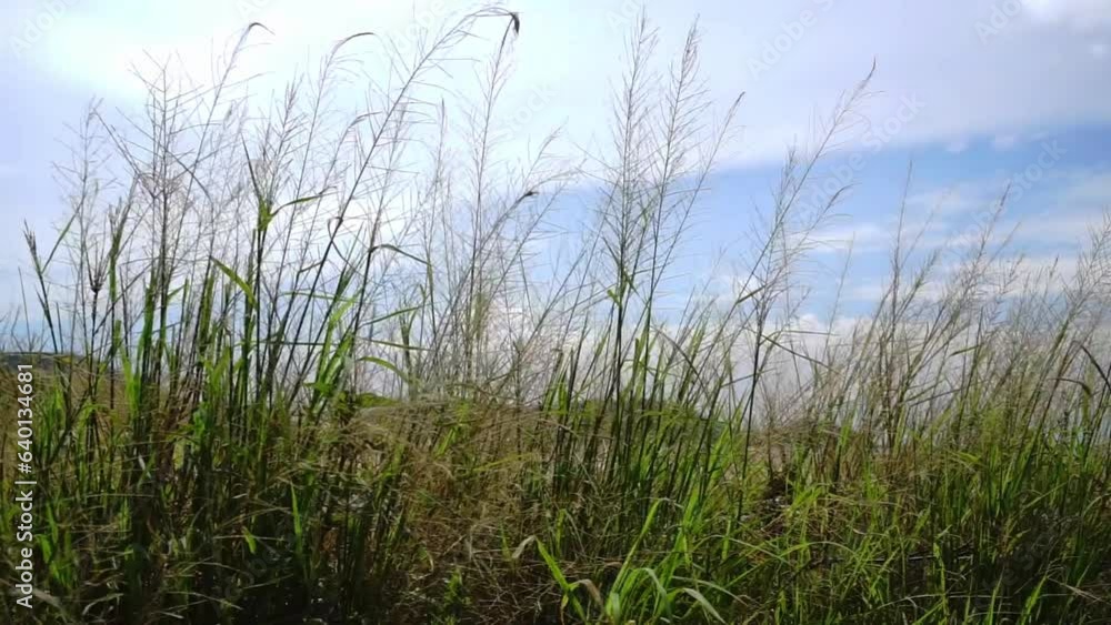 Grass at field move by wind with blue sky and clouds background Grass at field move by wind with blue sky and clouds background