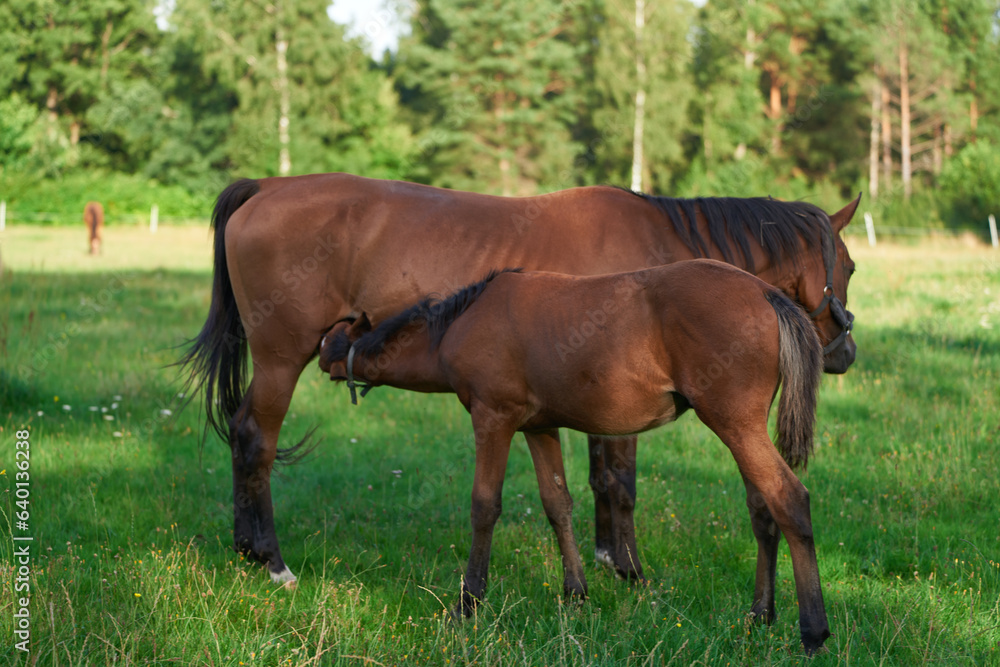 Portrait of baby horse foal suckling milk from her mare. Mare feeds her newborn foal with milk