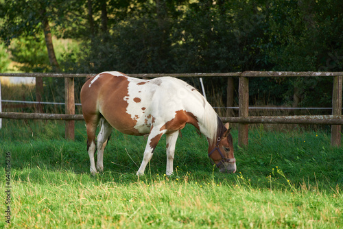 Horse in spring pasture. The horse eating the green grass in the spring meadow. Husbandry rural farm.