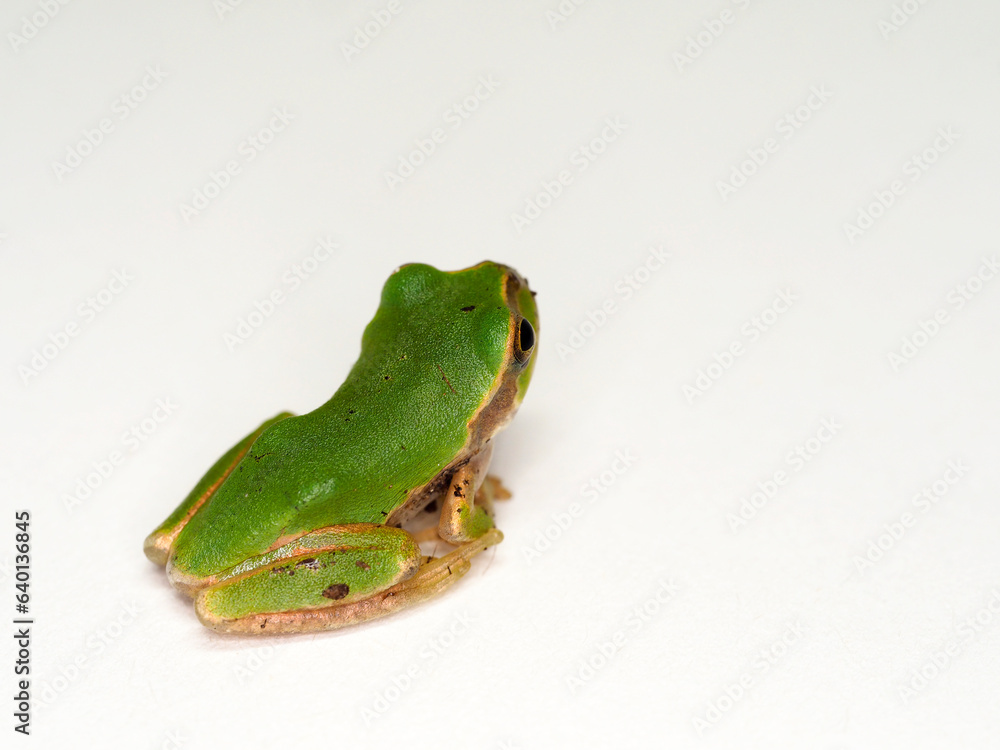 Obraz premium Tree frog that comes out of the water and makes a sound when it rains