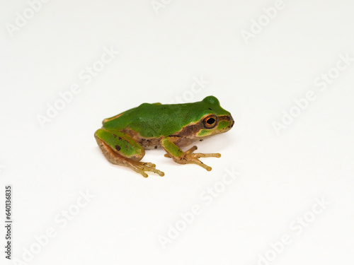 Tree frog that comes out of the water and makes a sound when it rains
