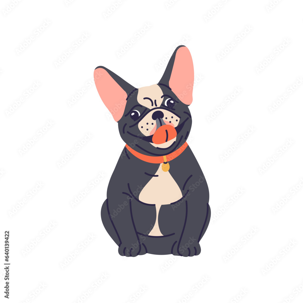 Fototapeta premium Cute dog of French bulldog breed. Funny adorable puppy. Happy joyful doggy sitting in collar. Lovely joyous smiling pup with tongue out. Flat vector illustration isolated on white background