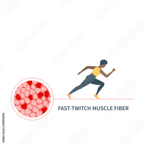 Human skeletal muscle fiber types. Fast twitch white muscular tissue structure typical for anaerobic exercise. Sport and health concept. Medical vector illustration.