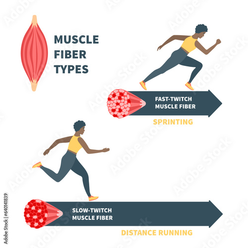 Skeletal muscle fiber types with slow twitch and fast twitch infographics. Red and white muscular tissue structure for aerobic and anaerobic exercises. Marathon runner vs sprinter. Vector illustration