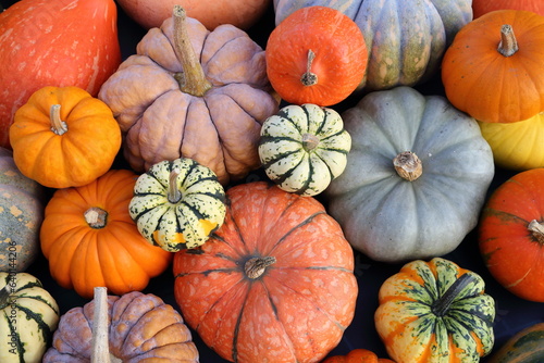 Squashes and pumpkins.