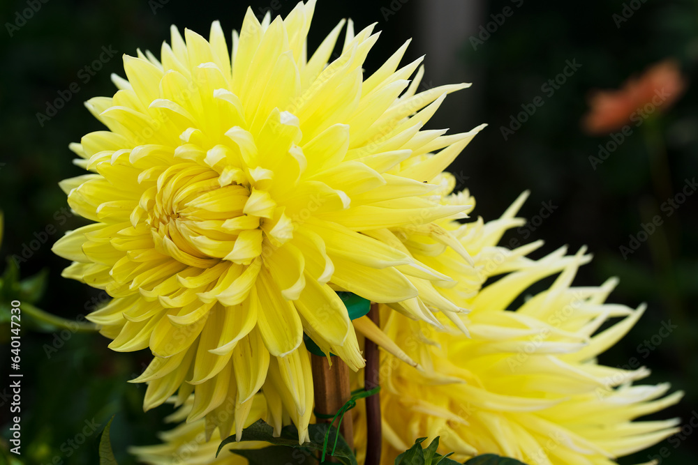 Yellow Dinner Plate Dahlia, in Doncaster, South Yorkshire, England. Yellow Dinner Plate Dahlia, in Doncaster, South Yorkshire, England.