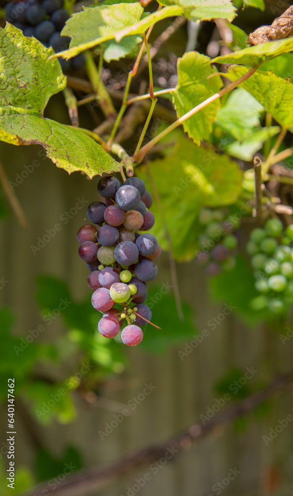 Bunches of wild red wine grapes hang ,sunlight, autumn. closeup Bunches of wild red wine grapes hang ,sunlight, autumn. closeup