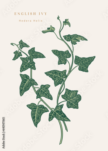 Hedera helix. English ivy. Composition with two branches of a plant. Vector botanical illustration. Colorful. Isolated.