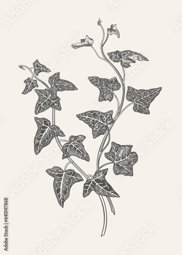 Black and white illustration of English ivy. Isolated. Vector botany.