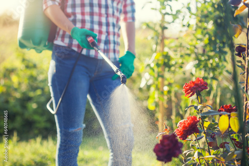 woman in a green backpack with a pressure garden sprayer spraying flowers against diseases and pests photo