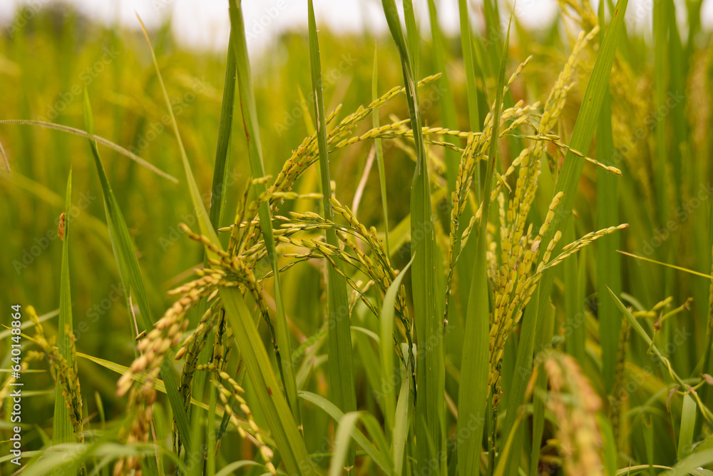 Closeup of yellow paddy rice field. Closeup of yellow paddy rice field.