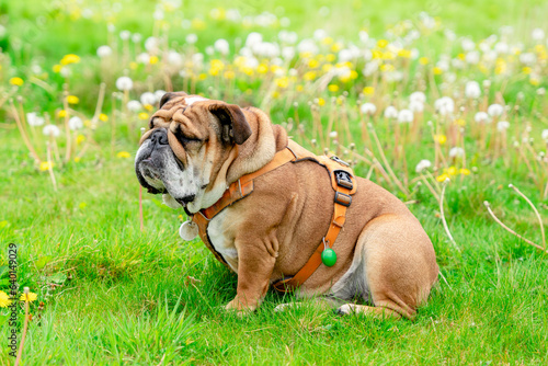 Funny beautiful classic Red English British Bulldog Dog out for a walk looking up sitting in the grass in forest on sunny day at sunset © Iryna