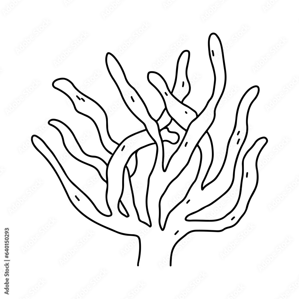 Seaweed. Ocean plant. Hand drawn doodle style. Vector illustration isolated on white. Coloring page. Seaweed. Ocean plant. Hand drawn doodle style. Vector illustration isolated on white. Coloring page.