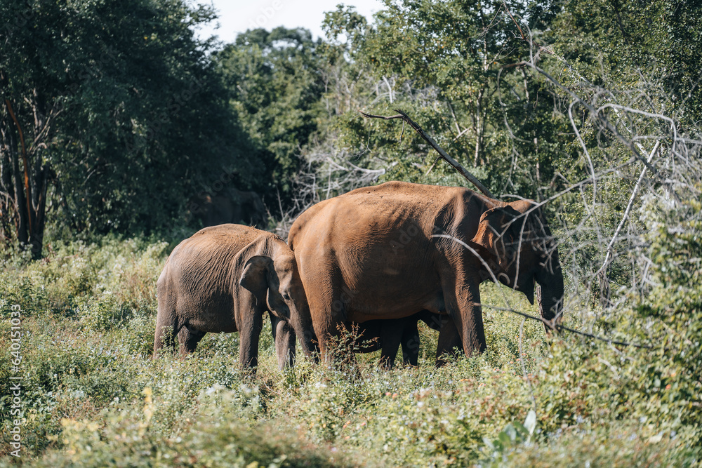 Wild Sri Lankan Elephant during safari game drive in Udawalawa National Park 