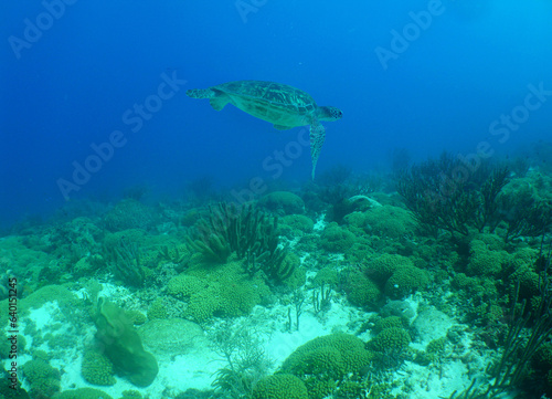 green sea turtle on a reef in the caribbean sea