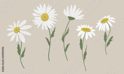 Vector set of white filed flowers. Collection of daisies and chamomile. Hand drawn flat vector illustration.