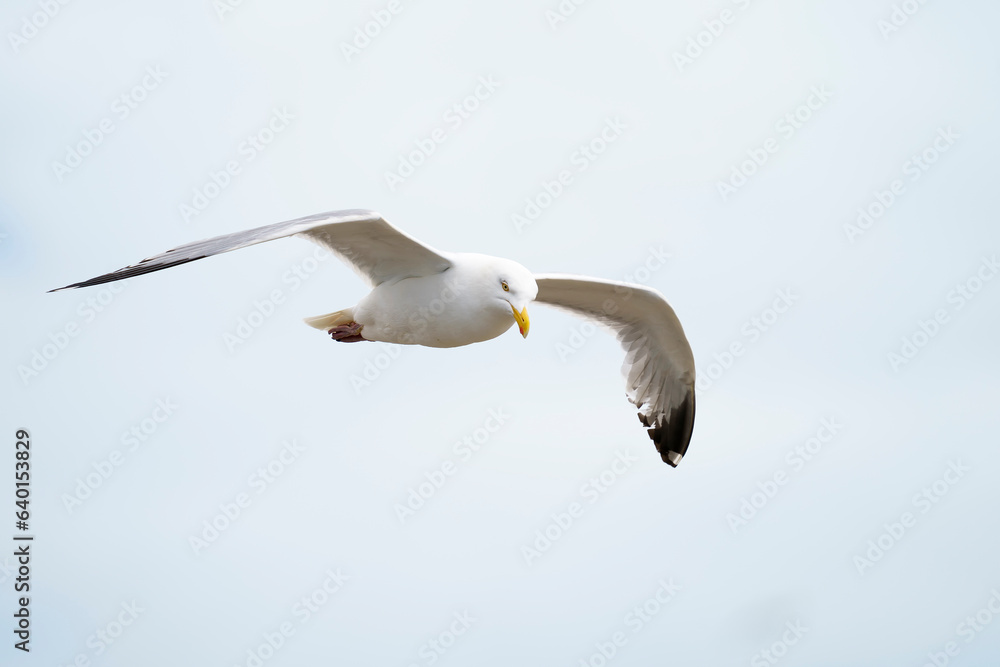 Fototapeta premium Seagull flying over Saltee islands