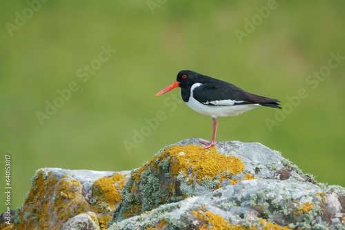 Εκτύπωση καμβά Eurasian oystercatcher (Haematopus ostralegus) in the wild
