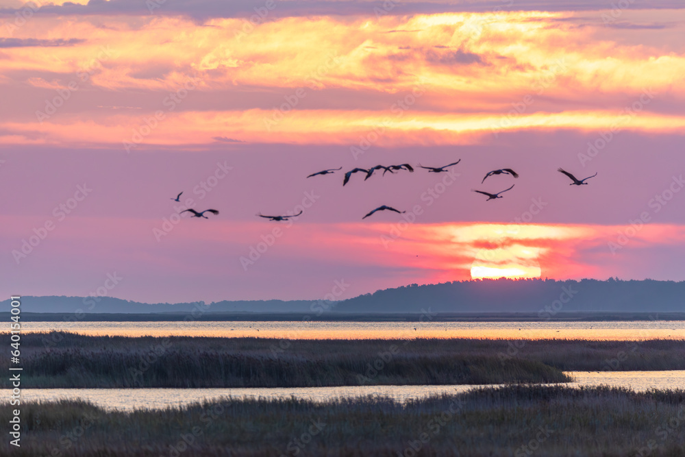 Fliegende Kraniche zum Sonnenaufgang am Pramort an der Ostsee.