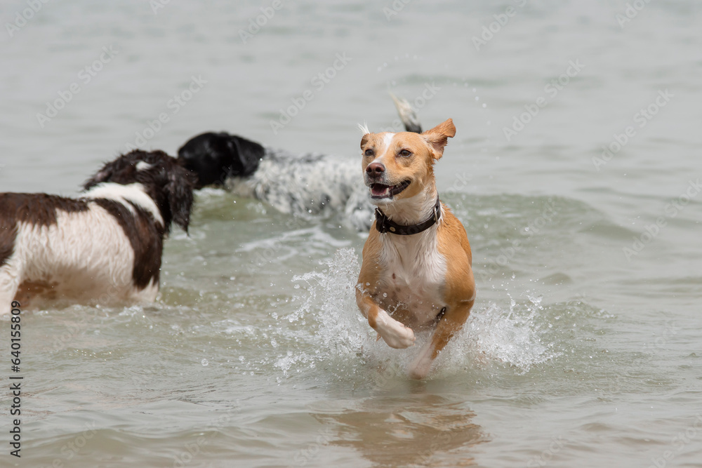 Group of dogs playing and splashing in the beach Group of dogs playing and splashing in the beach