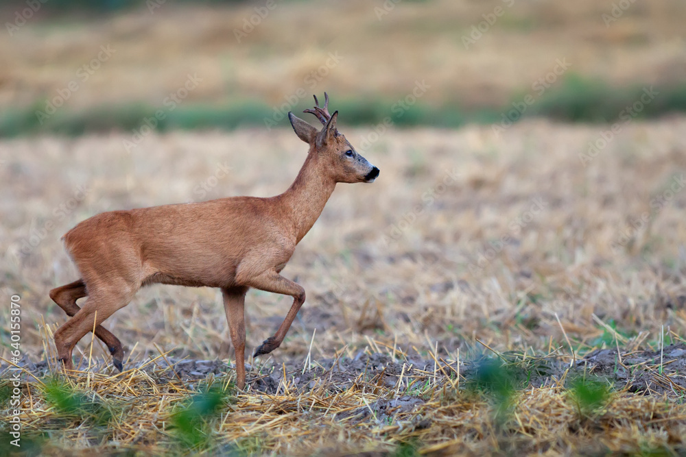Buck deer in the wild Buck deer in the wild