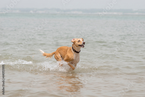 Adult female dog running in the beach at summer