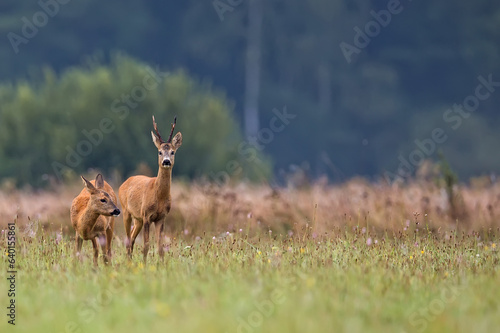 Roe buck in a clearing