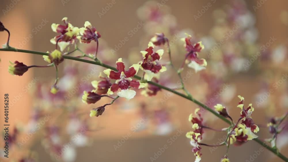 Oncidium Aka Baby 'Raspberry Chocolate' orchid flowers, close-up with blurred background