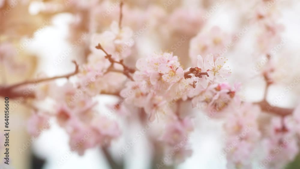 Close-up of blooming light pink cherry tree flowers. Spring background with swaying tree branches in bloom. Close-up of blooming light pink cherry tree flowers. Spring background with swaying tree branches in bloom.