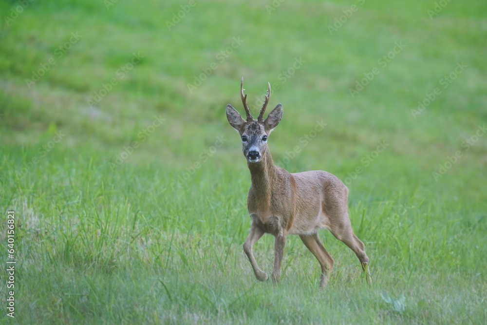 A beautiful roebuck walking on the meadow. Capreolus capreolus. Roe deer in the nature habitat. A beautiful roebuck walking on the meadow. Capreolus capreolus. Roe deer in the nature habitat.