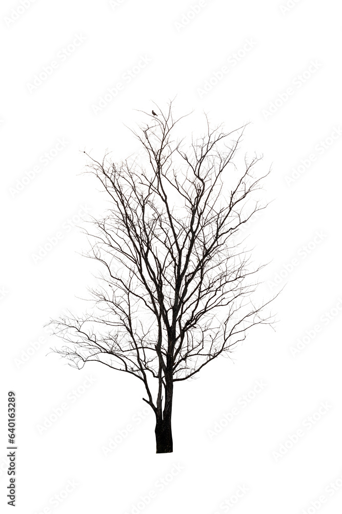 custom made wallpaper toronto digitalDead tree isolated on white background.