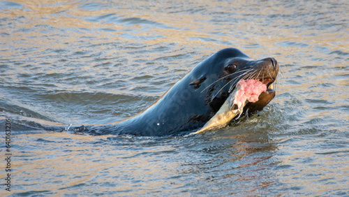 A large, wild, California Sea Lion (zalophus californianus) captures and shreds a salmon before devouring it in Washington's Nisqually River during the winter salmon run.