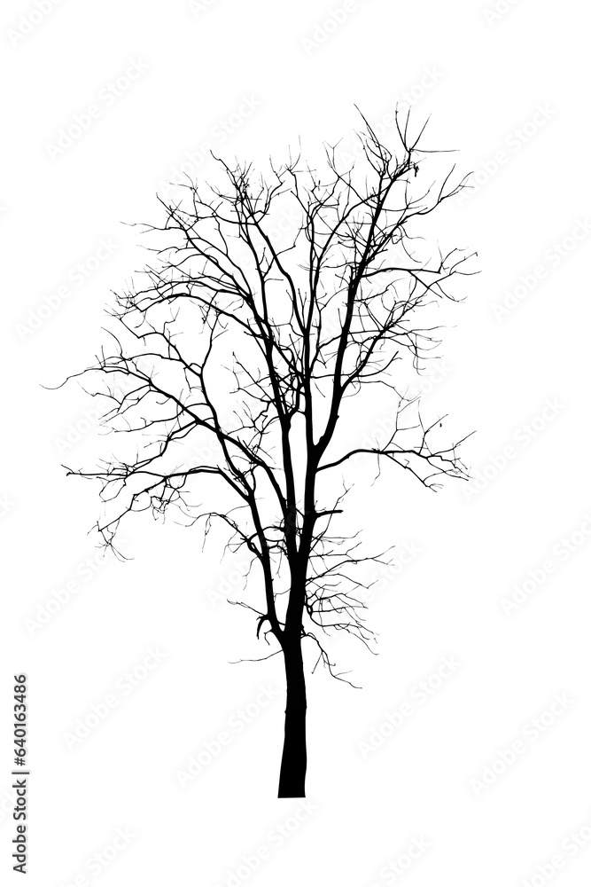 Fototapeta premium Dead tree silhouette isolated on white background