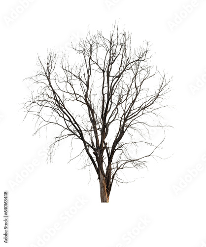 Dead tree isolated on white background. © Anek
