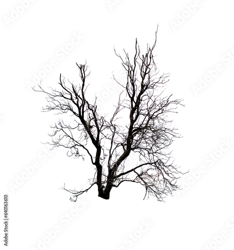 tree silhouette isolated