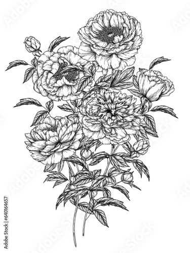 Vector illustration of a bouquet of 5 peonies in the style of engraving