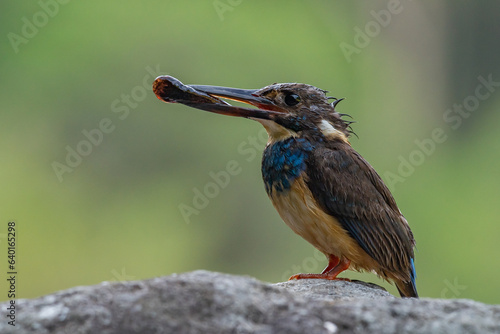 a critically endangered female javan blue-banded kingfisher alcedo euryzona bringing food on its beak, food for the nestling, natural bokeh background
