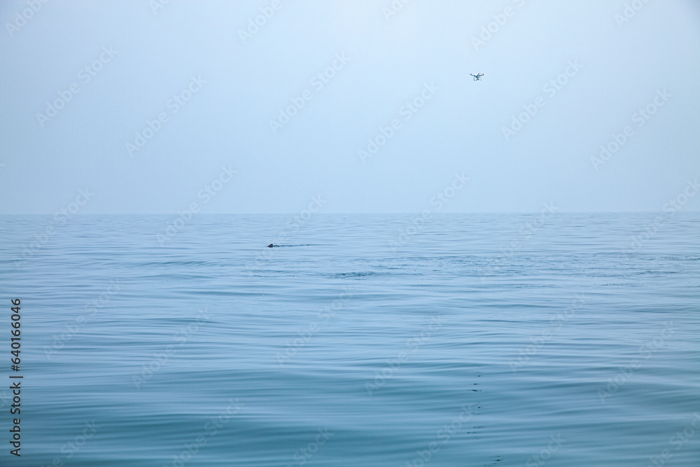 .Exciting a group of whale sharks swim beneath the blue sea foaming through the waves..The sea is clear and calm and you can see schools of fish underwater..blue sea background. .Exciting a group of whale sharks swim beneath the blue sea foaming through the waves..The sea is clear and calm and you can see schools of fish underwater..blue sea background.
