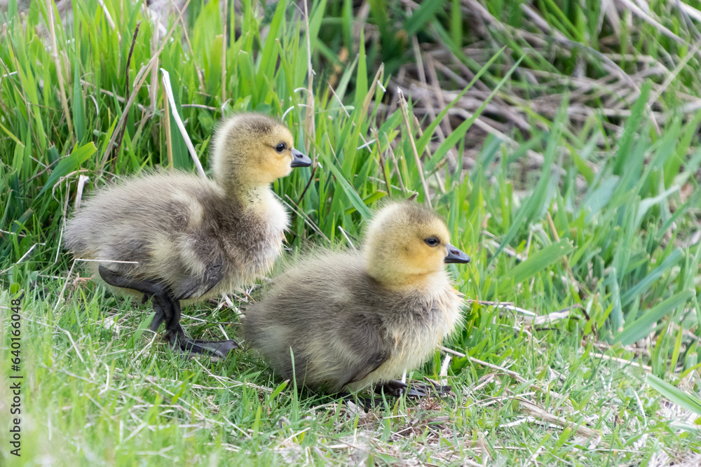 Baby Canada Geese (goslings) leave the nest to follow parents through tall grass to feed. Baby Canada Geese (goslings) leave the nest to follow parents through tall grass to feed.