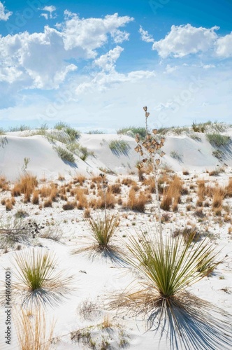 The Vegetation and Landscape of White Sands National Park