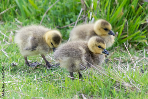 Baby Canada Geese (goslings) leave the nest to follow parents through tall grass to feed.