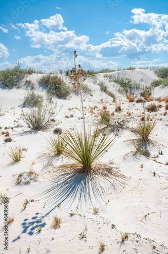 The Vegetation and Landscape of White Sands National Park photo