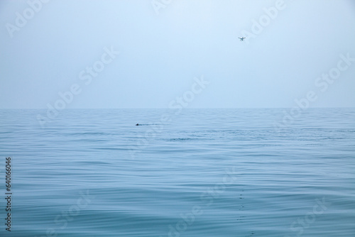 .Exciting a group of whale sharks swim beneath the blue sea foaming through the waves..The sea is clear and calm and you can see schools of fish underwater..blue sea background.