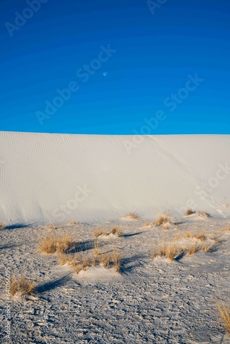 The Vegetation and Landscape of White Sands National Park photo